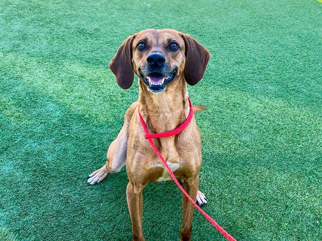 OTTO - Vizsla available for adoption