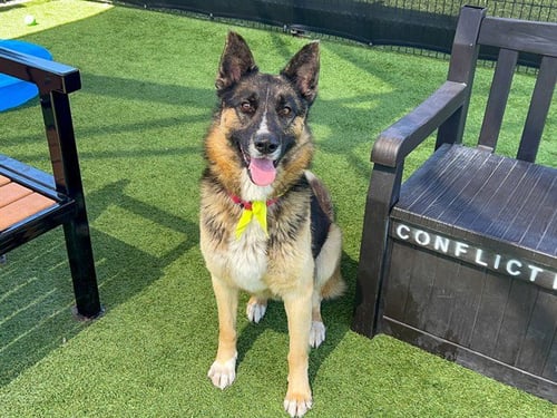 DELGADO - German Shepherd Dog available for adoption