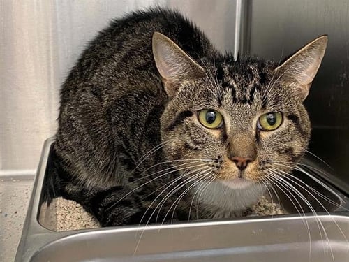 TUNA - Domestic Short Hair available for adoption
