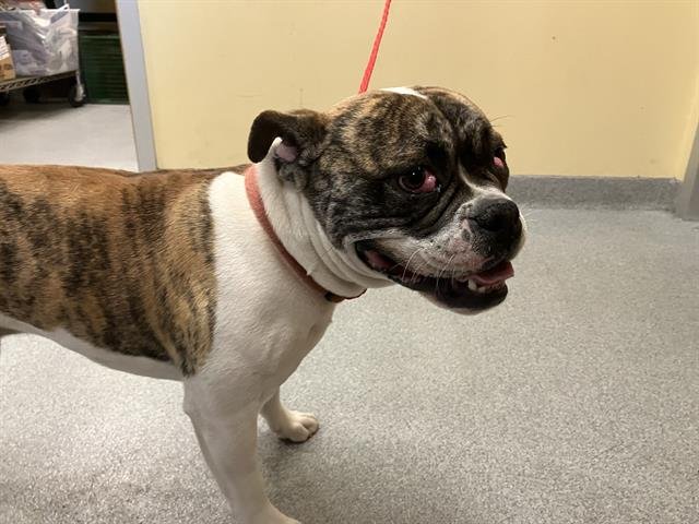 FLOKI - Bulldog available for adoption