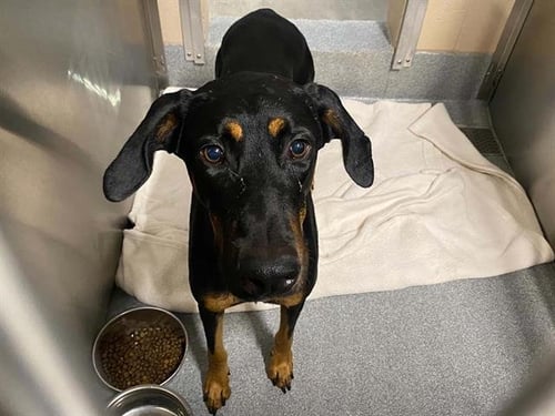 ADELE - Doberman Pinscher available for adoption