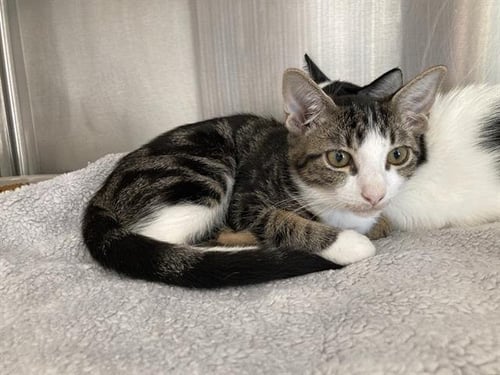 CRONUT - Domestic Short Hair available for adoption