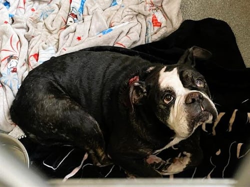 LAYLA - English Bulldog available for adoption