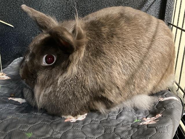 COOKIE - Longhaired Rabbit available for adoption