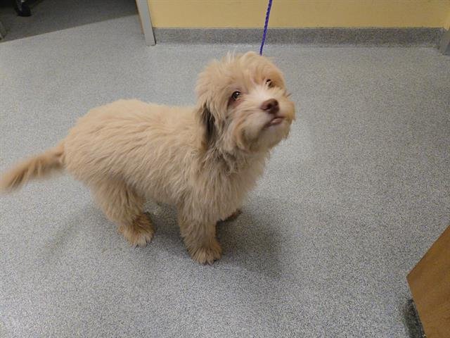 TATERTOT - Labrador Retriever / Poodle (Standard) available for adoption