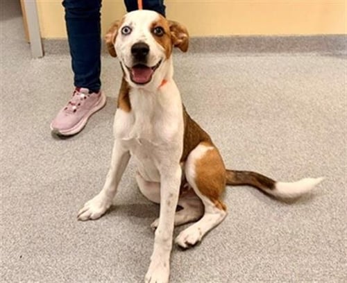 WISHBONE - Pointer / Labrador Retriever available for adoption