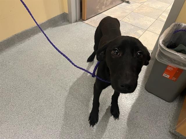 CINDER - Labrador Retriever available for adoption
