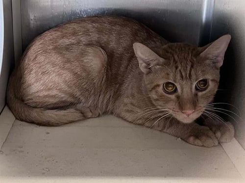 MATZO - Domestic Short Hair available for adoption