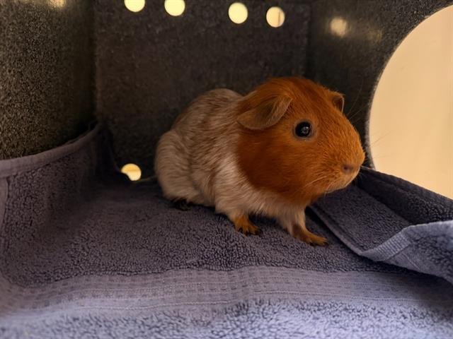 PATATO Image