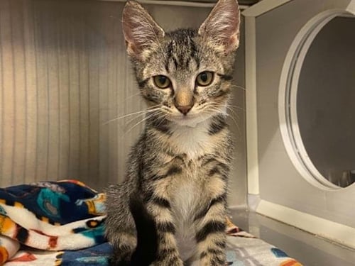 WYNONNA - Domestic Short Hair available for adoption