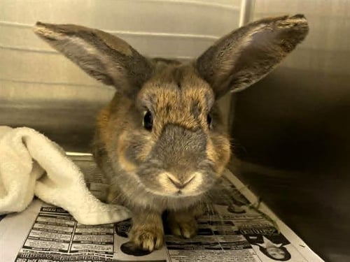 JUPITER - Shorthaired Rabbit available for adoption