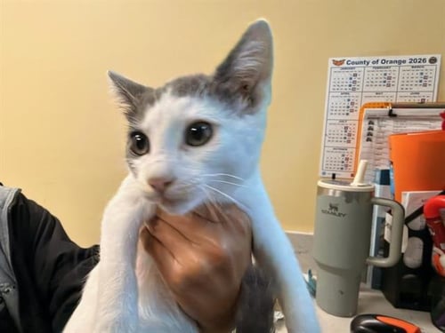 KING RUPERT - Domestic Short Hair available for adoption
