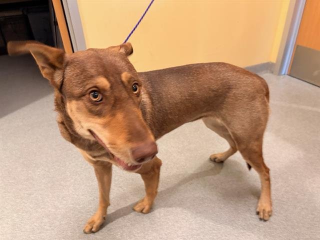 MARCY - Doberman Pinscher available for adoption