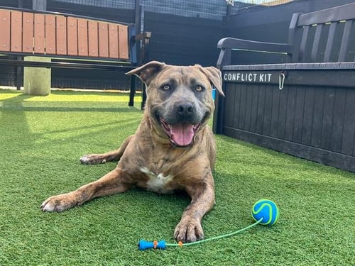 BANNER - Pit Bull Terrier available for adoption