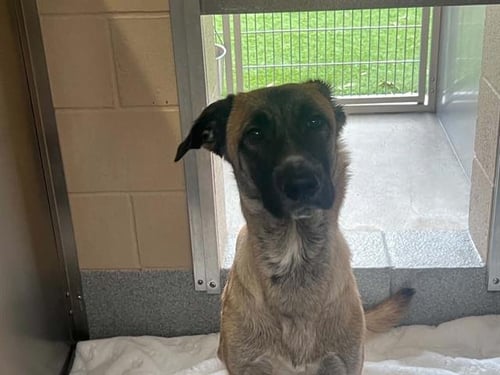 ALEXA - Anatolian Shepherd available for adoption