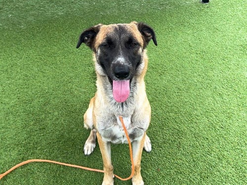 ALEXA - Anatolian Shepherd available for adoption