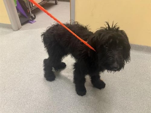 RAVEN - Poodle (Standard) / Labrador Retriever available for adoption