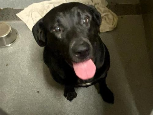 VALKRYIE - Labrador Retriever available for adoption
