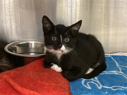 MESSI - Domestic Short Hair available for adoption