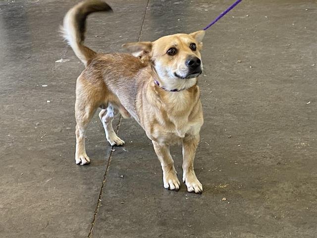 BENEDICT - Pembroke Welsh Corgi available for adoption