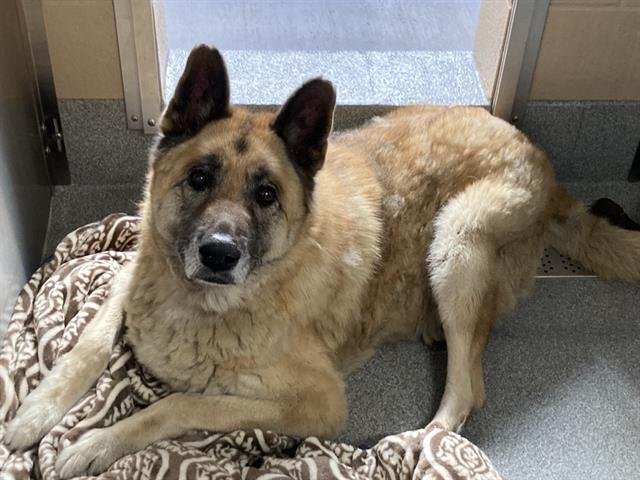 ROGER - German Shepherd Dog available for adoption