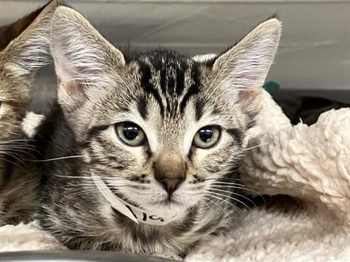 DAISY - Domestic Short Hair available for adoption