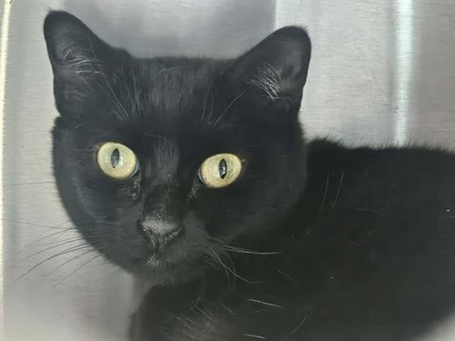 KORA - Domestic Short Hair for adoption in Anaheim
