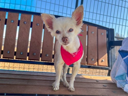 BELLONA - Chihuahua available for adoption
