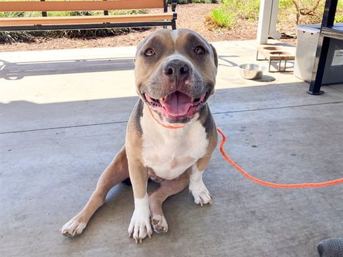 TEMPURA - American Staffordshire Terrier available for adoption