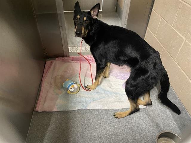 GHOST - German Shepherd Dog available for adoption