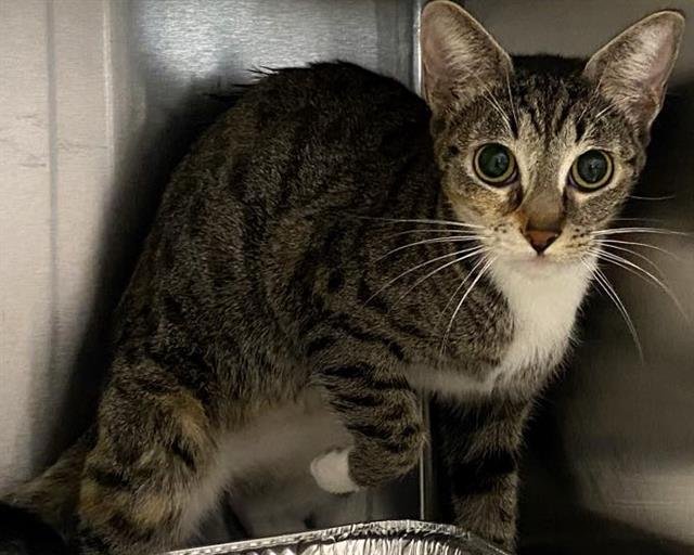 MUSKRAT - Domestic Short Hair available for adoption