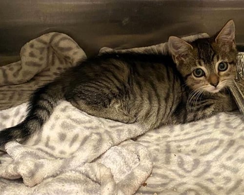 MAURA - Domestic Short Hair available for adoption