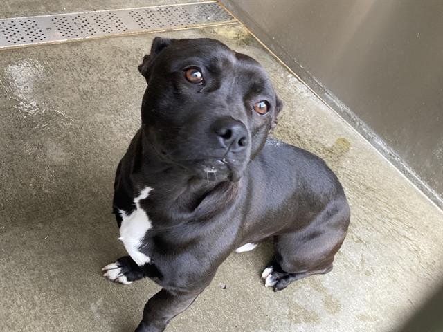 FLINT - Staffordshire Bull Terrier available for adoption