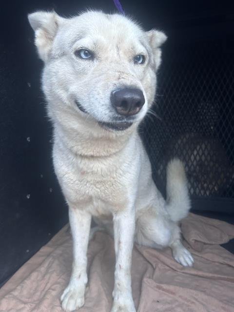 ROXY - Siberian Husky for adoption in Garden Grove