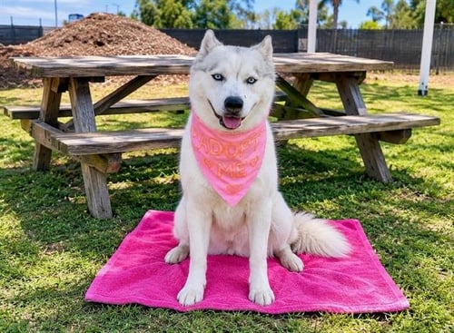 ROXY - Siberian Husky available for adoption