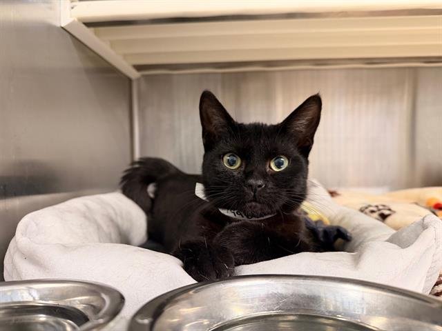 ARIA - Domestic Short Hair available for adoption