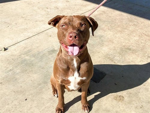 MACK - Pit Bull Terrier / Labrador Retriever available for adoption