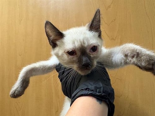SANDLER - Siamese available for adoption