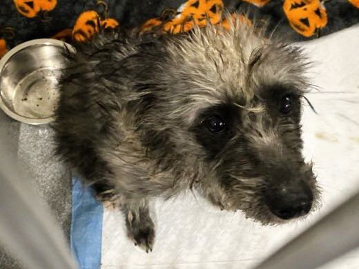 ECHO - Cairn Terrier available for adoption