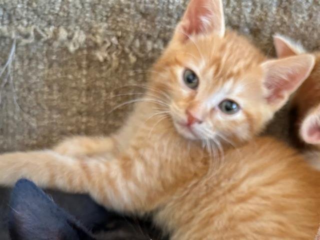 AMBER - SITTIN W/ KIT Image