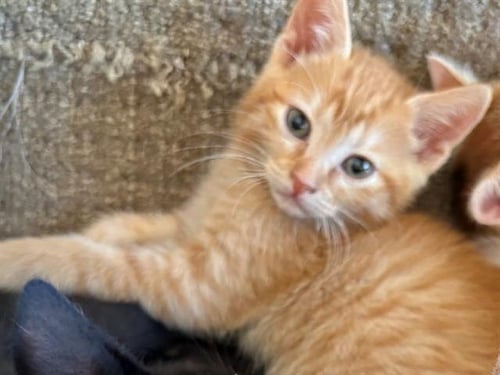 AMBER - SITTIN W/ KIT - Domestic Short Hair available for adoption