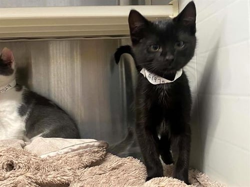 KID - Domestic Short Hair available for adoption