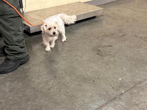 TRACEY - Maltese / Poodle (Miniature) available for adoption