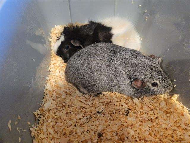 THEO - Guinea Pig available for adoption