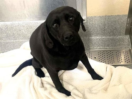 HARLEY - Labrador Retriever available for adoption
