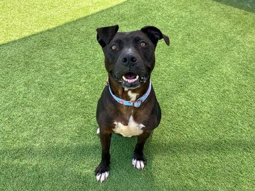 LEXI - Pit Bull Terrier available for adoption
