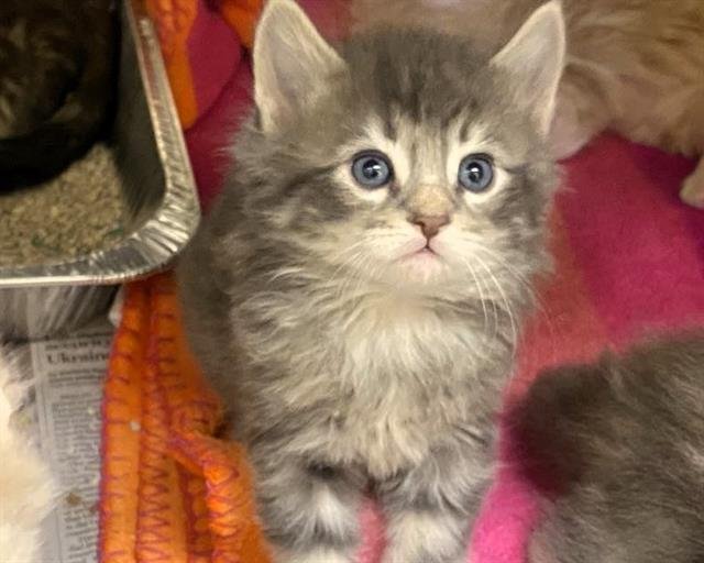 BRENNAN - Domestic Medium Hair available for adoption