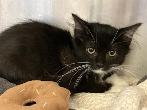 AITANA - Domestic Short Hair available for adoption