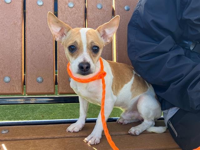 GIO - Chihuahua available for adoption
