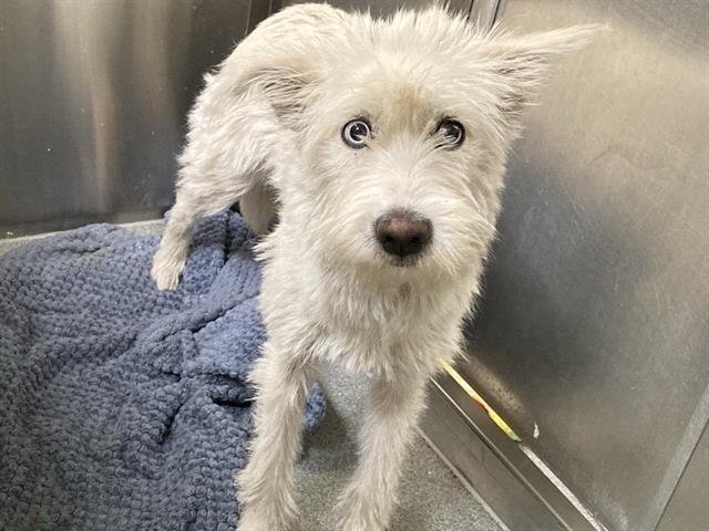 ROO - Airedale Terrier / Siberian Husky available for adoption